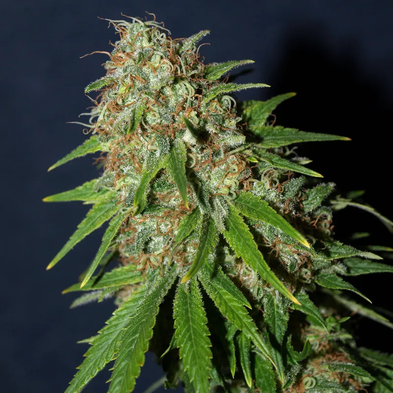 Afghana - Semillas Premium | Deaka Internacional