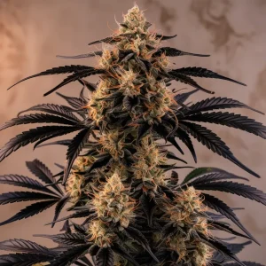 Black Domina Packs de Semillas | Deaka Internacional