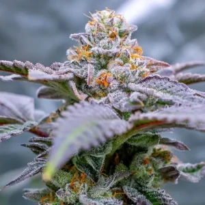 Grapefruit - Semillas Premium | Deaka Internacional