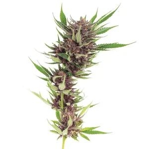 Forbidden Fruit - Semillas Premium | Deaka Internacional