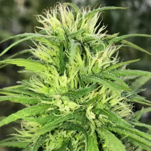 Mango Biche Sativa Colombiana Legendaria | Deaka Colombian Heirloom