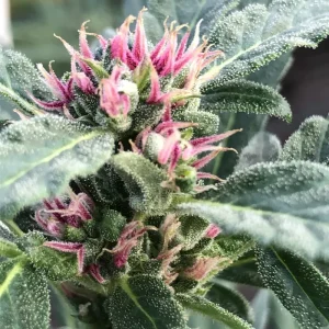 Punto Rojo Herencia Sativa | Deaka Colombian Heirloom