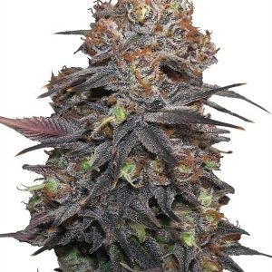Grand Daddy Purple - Semillas Premium | Deaka Internacional