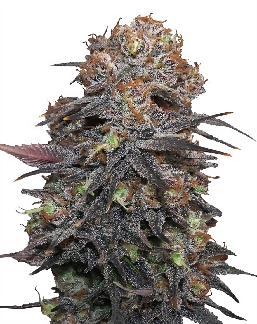 Grand Daddy Purple - Semillas Premium | Deaka Internacional
