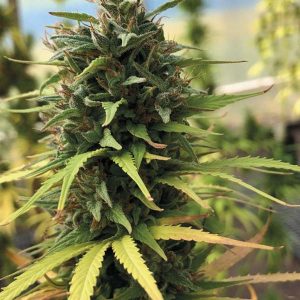 Santa Marta Gold - Legendario Dorado | Deaka Colombian Heirloom