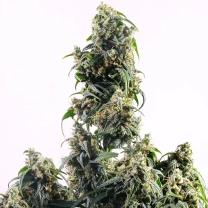 Auto CBDv | 3 +1  Semillas de Marihuana Medicinal | Kannabia