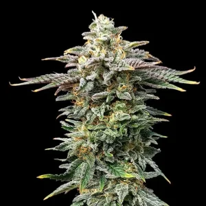 Cherry Dream | 3 +1 Semillas de Marihuana Feminizadas | Kannabia