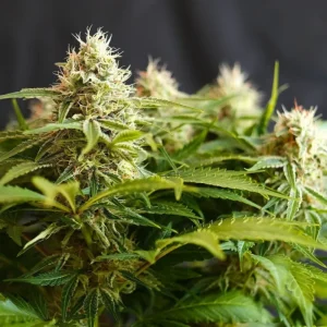 Colombian Jack | 3 + 1 Semillas de Marihuana Feminizadas | Kannabia