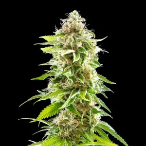 Cookies Haze | 3 + 1 Semillas de Marihuana Feminizadas | Kannabia