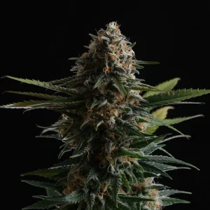 Candy Cream Go Fast | 3+1 Semillas de Marihuana Feminizadas | Kannabia