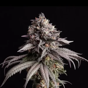 Gelato K | 3 + 1 Semillas de Marihuana Feminizadas | Kannabia