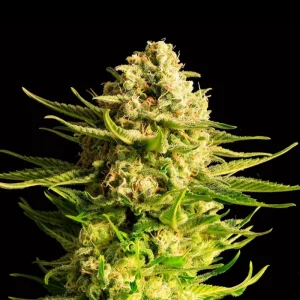 Indica Cream | 3 + 1 Semillas de Marihuana Feminizadas | Kannabia