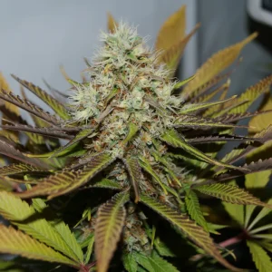 Gush mints - Semillas Premium | Deaka Internacional