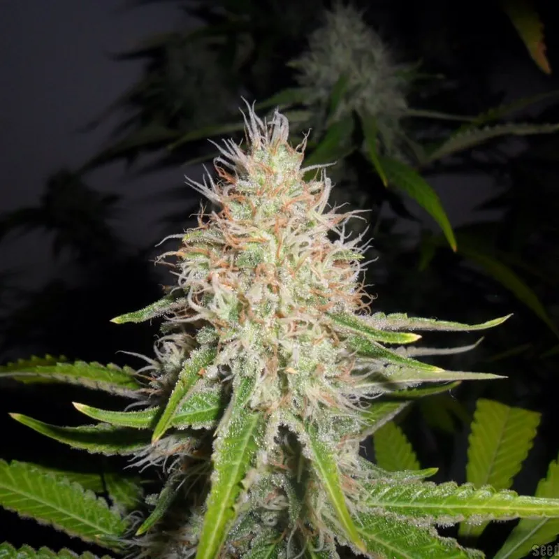 Gush mints - Semillas Premium | Deaka Internacional - Imagen 2