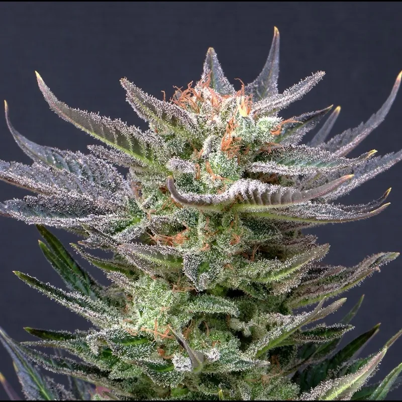 Purple Dream Auto | 3+1 Semillas de Marihuana Feminizadas | Kannabia