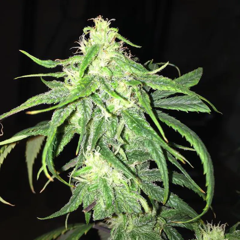 Lemon Cherry Gelato - Semillas Premium | Deaka Internacional - Imagen 3
