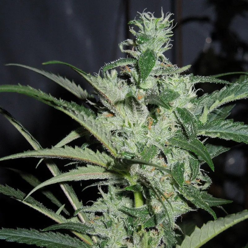 Lemon Cherry Gelato - Semillas Premium | Deaka Internacional