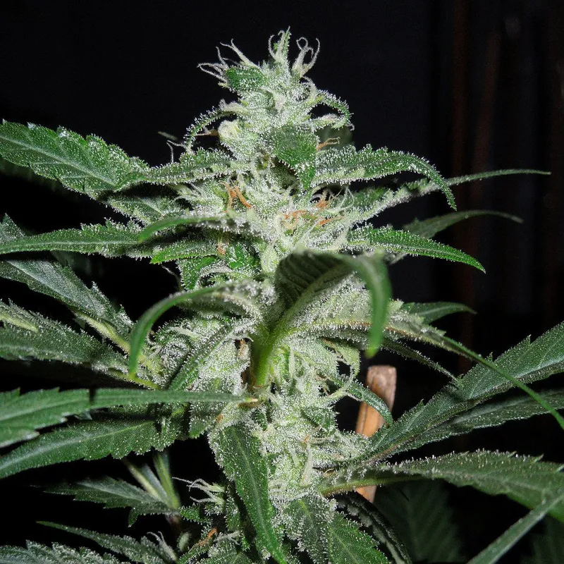 Lemon Cherry Gelato - Semillas Premium | Deaka Internacional - Imagen 2