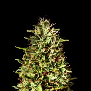 Runtz Auto | 3+1 Semillas de Marihuana Feminizadas | Kannabia