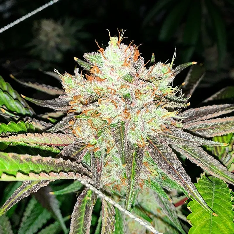 Slapz - Semillas Premium | Deaka Internacional