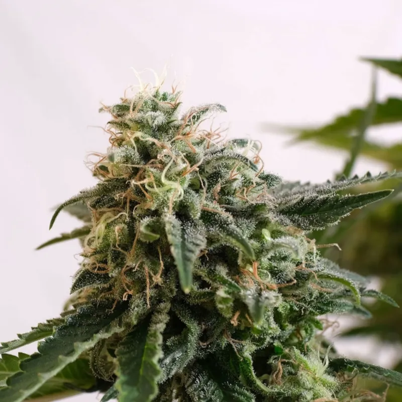 Amnesia XL auto | 3+1 Semillas de Marihuana | Kannabia - Imagen 5