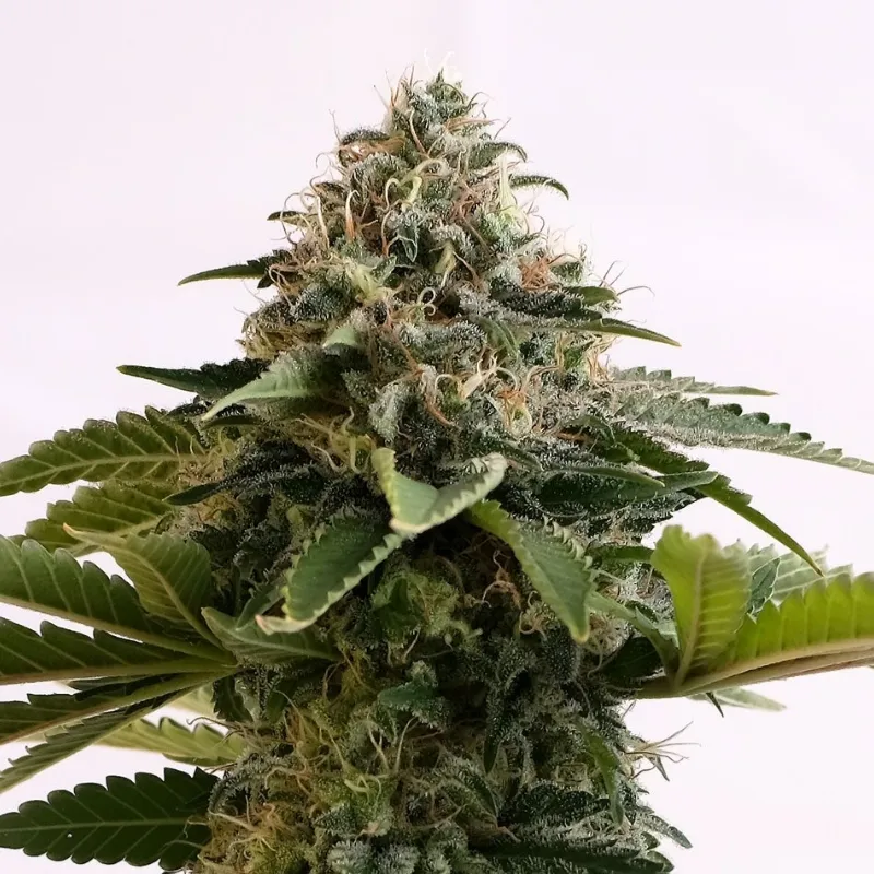 Amnesia XL auto | 3+1 Semillas de Marihuana | Kannabia - Imagen 4