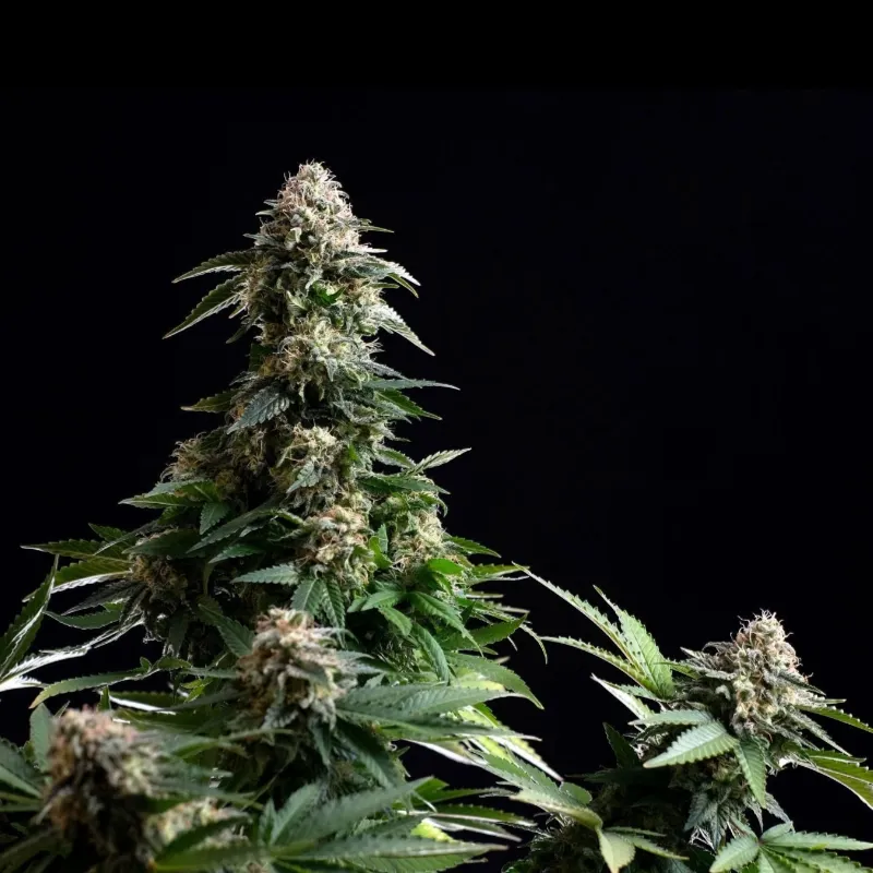 Amnesia XL auto | 3+1 Semillas de Marihuana | Kannabia - Imagen 3