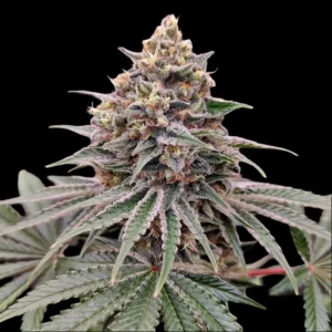 Peanut Butter Breath- Semillas Premium | Deaka Internacional