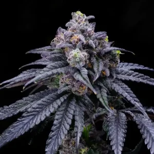 Pluton - Semillas Premium | Deaka Internacional