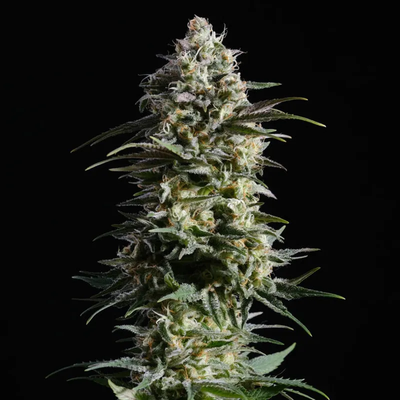 Pure Skunk Go Fast | 3+1 Semillas de Marihuana Feminizadas | Kannabia