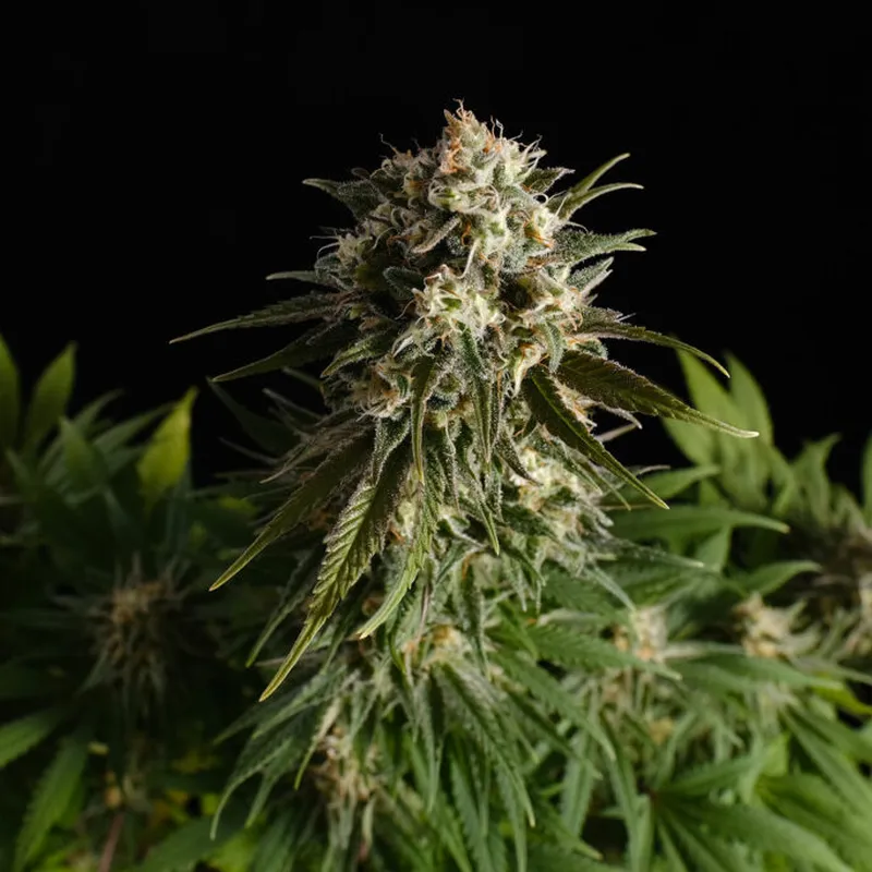 Pure Skunk Go Fast | 3+1 Semillas de Marihuana Feminizadas | Kannabia - Imagen 2