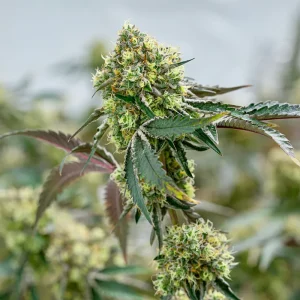 Sherbet - Semillas Premium | Deaka Internacional