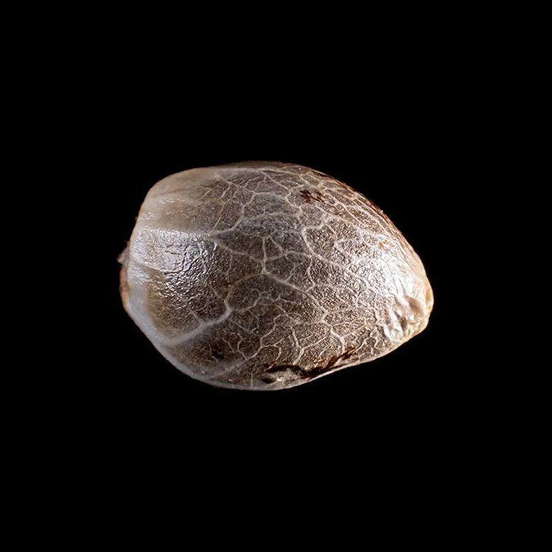 Semilla Feminizada Zkittles