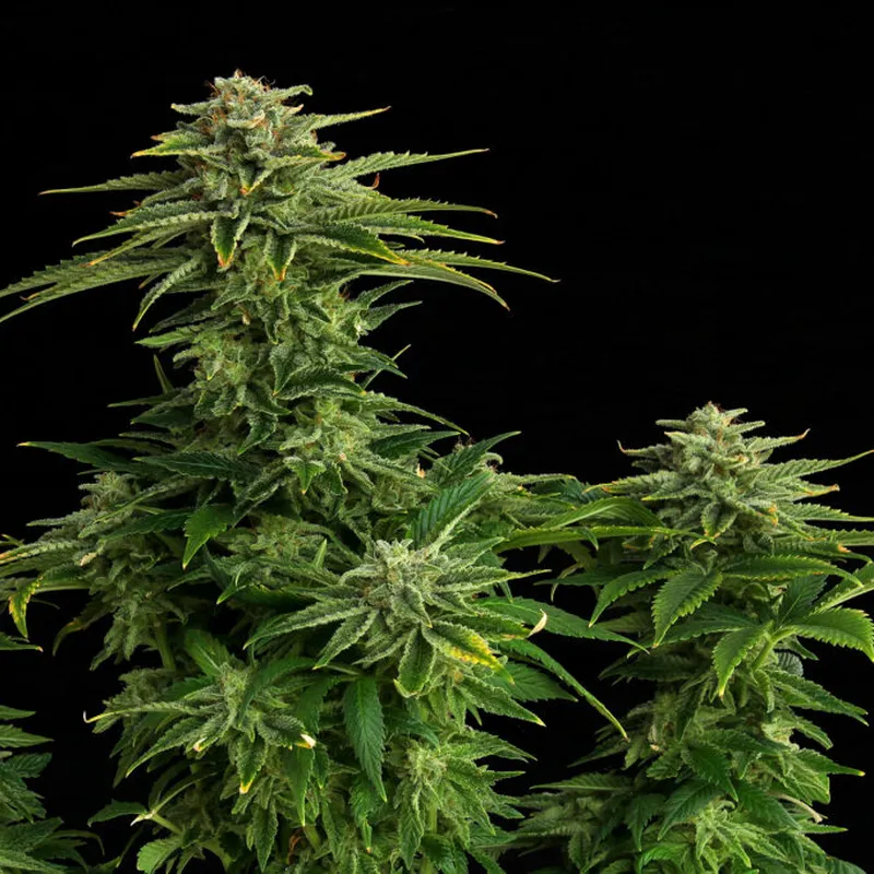 Zkittlez | 3 + 1 Semillas de Marihuana Feminizadas | Kannabia - Imagen 3