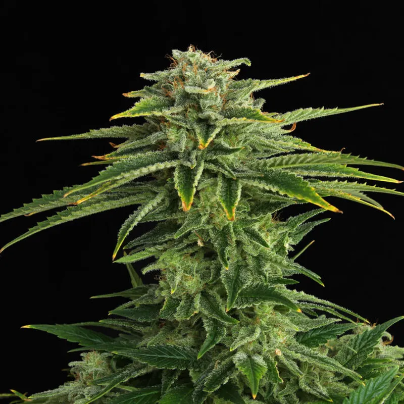 Zkittlez | 3 + 1 Semillas de Marihuana Feminizadas | Kannabia - Imagen 4