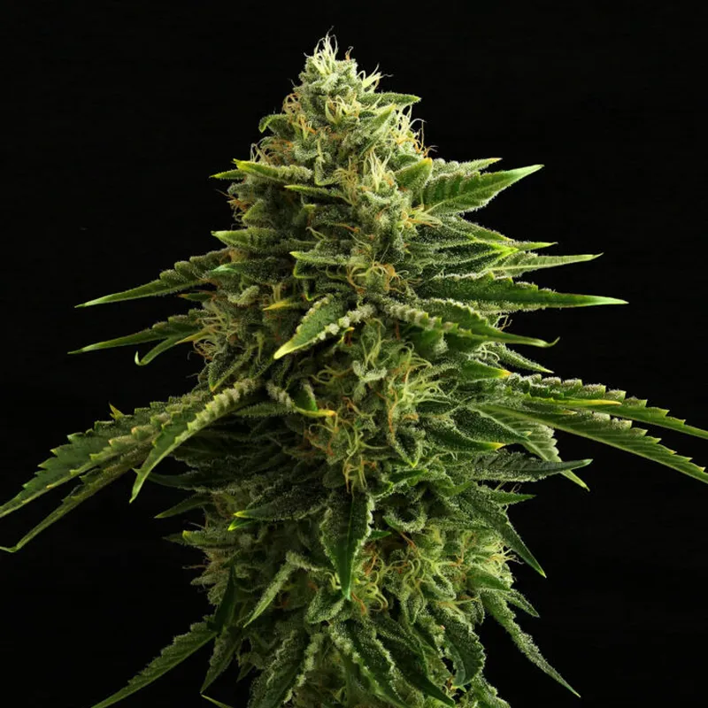 Zkittlez | 3 + 1 Semillas de Marihuana Feminizadas | Kannabia