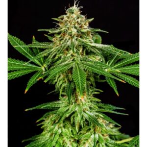 Hell Fire - Semillas Premium | Deaka Internacional