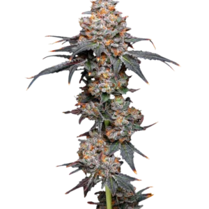 Zereals - Semillas Premium | Deaka Internacional