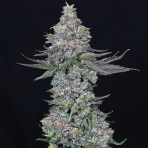 Animal mints - Semillas Premium | Deaka Internacional