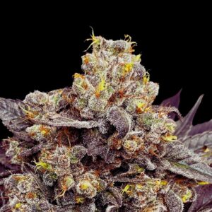 Biscotti  | Semillas Premium | Deaka Internacional