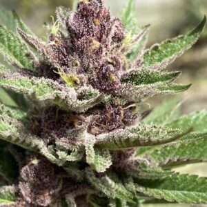 Red Velvet - Semillas Premium | Deaka Internacional